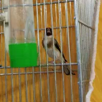 سهره نره روزگاری همه چی تموم کشیده و بلند