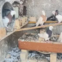 کبوتر بهبانی