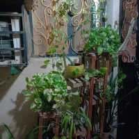 فروش تعدادی گل|گل و گیاه طبیعی|بندرعباس, |دیوار