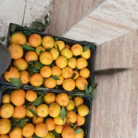 نارنگی ژاپنی