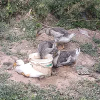 جوجه قوغاز آفریقایی و یک عدد لیندا