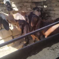 بز شیری با دو شنک یک نر و ماده بز تازه اپست شده