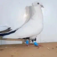سنگ طرح دم سیاه