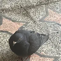 شازده قرمز و تعدادی کبوتر|پرنده|رشت, دیانتی|دیوار