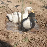 یک عدد اردک