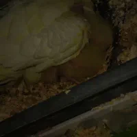 عروس هلندی جفت با جوجه