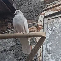 کبوتر|پرنده|تیکمه داش, |دیوار