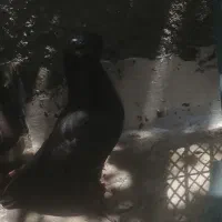 کفتر