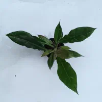 گل های اقتصادی