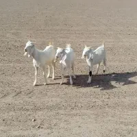 بزغاله ماده پاکستانی ۳قلو هست