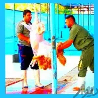 شکمخالی\پُربازده گو۰شت \گوسفند۱زنده٪ چاقوچلّه