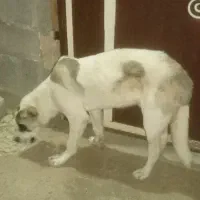 توله سگ سرابی جنس گله ای