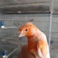 قناری ماده|پرنده|رودهن, |دیوار