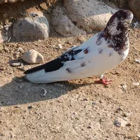 کفتر نوک قنار