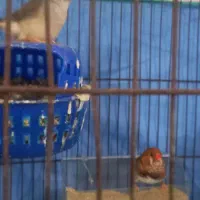 فنج ۳جفت|پرنده|بندرعباس, |دیوار