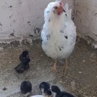مرغ گلین اصل با۵عدد جوجه یک هفته ای