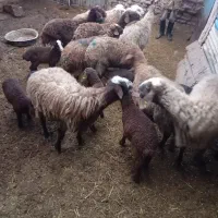 فروشی|حیوانات مزرعه|صفی آباد, |دیوار