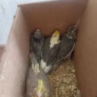 کارداده چندبارجوجه دادن الان هم روی تخم هستن