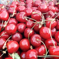 هلو گیلاس تکدانه سکنج