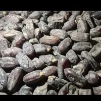 خرمای‌ربی‌فروش‌فوری