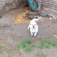 با سلام دو عدد پاکوتاه کوچیک