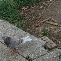 کبوتر دوبال اهوازی نر|پرنده|گنبد کاووس, |دیوار