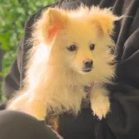 سگ پامرین خرسی عروسکی|سگ|اصفهان, شهرک کاوه|دیوار