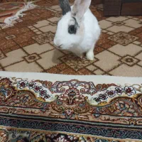 خرگوش|موش و خرگوش|زنجان, |دیوار