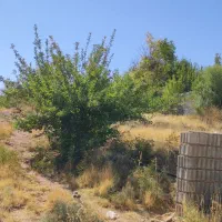 زمین باغ شهری کوهمره سرخی