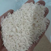 برنج فجر سوزنی