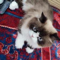 واگذاری گربه هیمالین نر