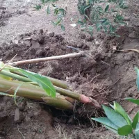 علف زنی|خدمات باغبانی و درختکاری|دزفول, |دیوار