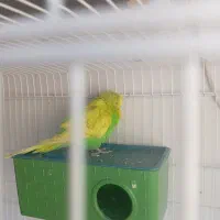 مرغ عشق انگلیسی|پرنده|شیراز, سعدیه شمالی|دیوار