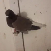 کفتر گلی دم سفید|پرنده|رفسنجان, |دیوار