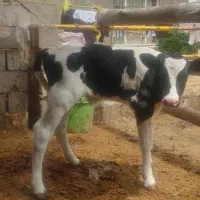 گوساله ماده