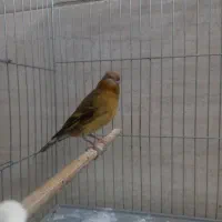 سهره قناری روبه مستی دهن سقا|پرنده|کرمان, |دیوار