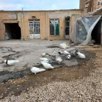 کبوتر پرشی