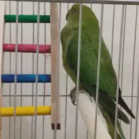 طوطی ملنگو سه ماهه سالم|پرنده|کهریزک, |دیوار