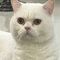 نر بریتیش اسکاتیش فقط برای جفتگیری