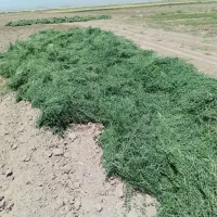 یونجه خشک