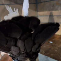 کبوتر نر دم سیاه|پرنده|زرند, |دیوار