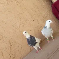 کفتر|پرنده|قم, زند آباد|دیوار