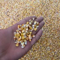 خوراک دام ذرت جو|حیوانات مزرعه|شاهینشهر, خبرنگار|دیوار