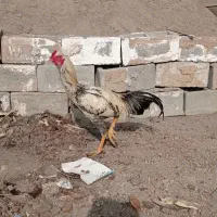 خروس لاری|حیوانات مزرعه|ملکان, |دیوار