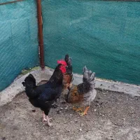 خروس استرالوپ و گلین