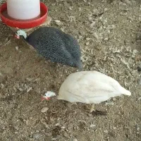 مرغ شاخدار (سسه)