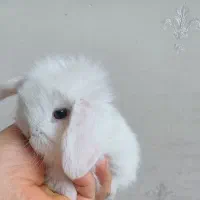 تعدادی بچه خرگوش لوپ ومینیاتوری تربیت شده