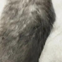 گربه نر گمشده شده مهر 1403|گربه|بجنورد, |دیوار