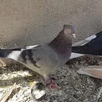 بهبهانی|پرنده|مرودشت, دولت آباد|دیوار