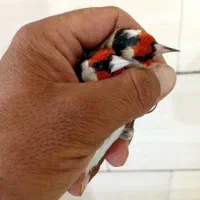 سهره سرسیاه و کرمونی